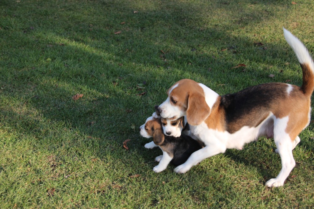 6 Wochen Beagle Welpen spielen mit Unity