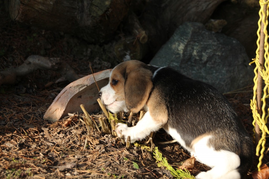 6 Wochen D2 Beagle Welpen im Garten