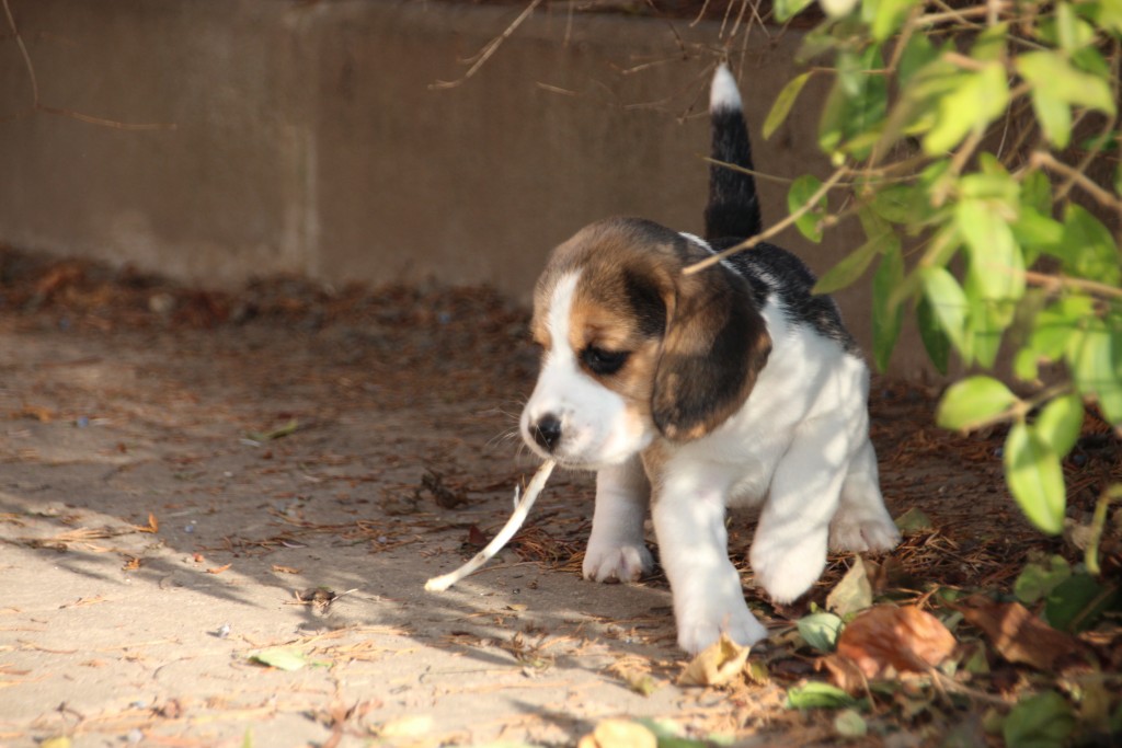 6 Wochen D2 Beagle Welpen