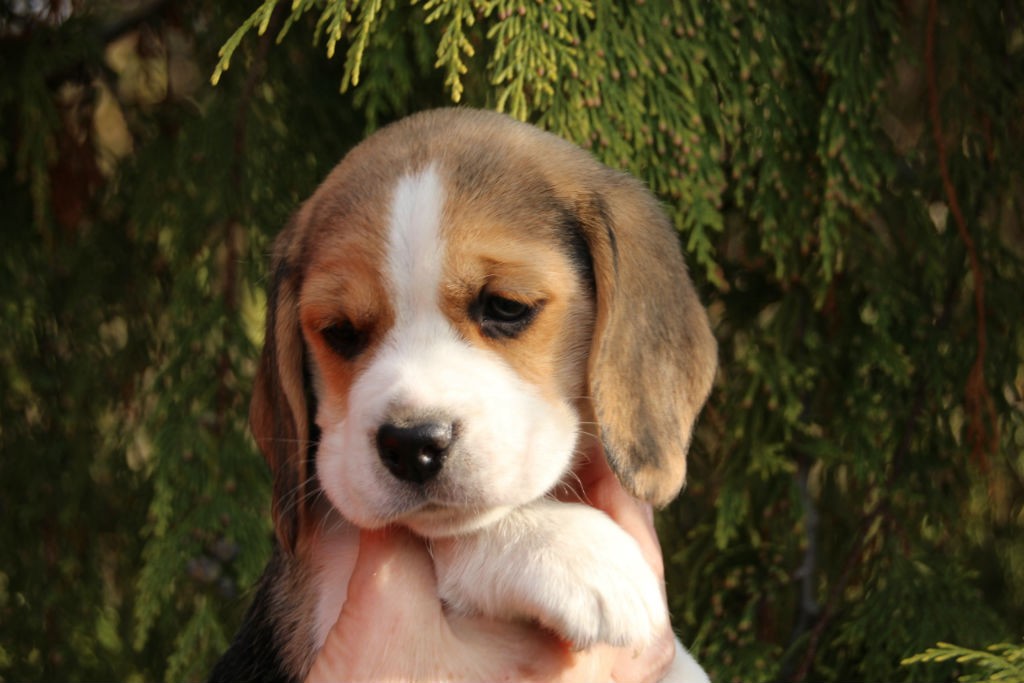 6 Wochen D2 Beagle Welpe Dawina