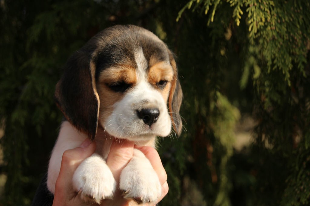 6 Wochen D2 Beagle Welpe Dakota