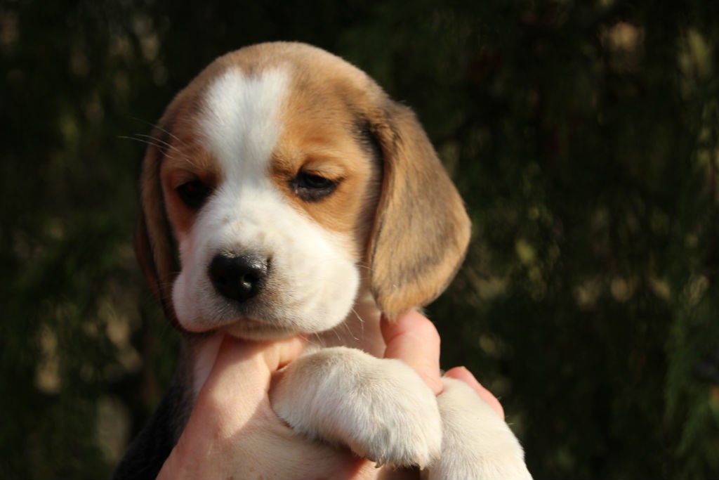 6 Wochen D2 Beagle Welpe Darleen
