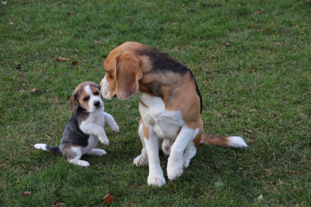 D2 Beaglewelpen 6 Wochen Beagle Papa Xandro