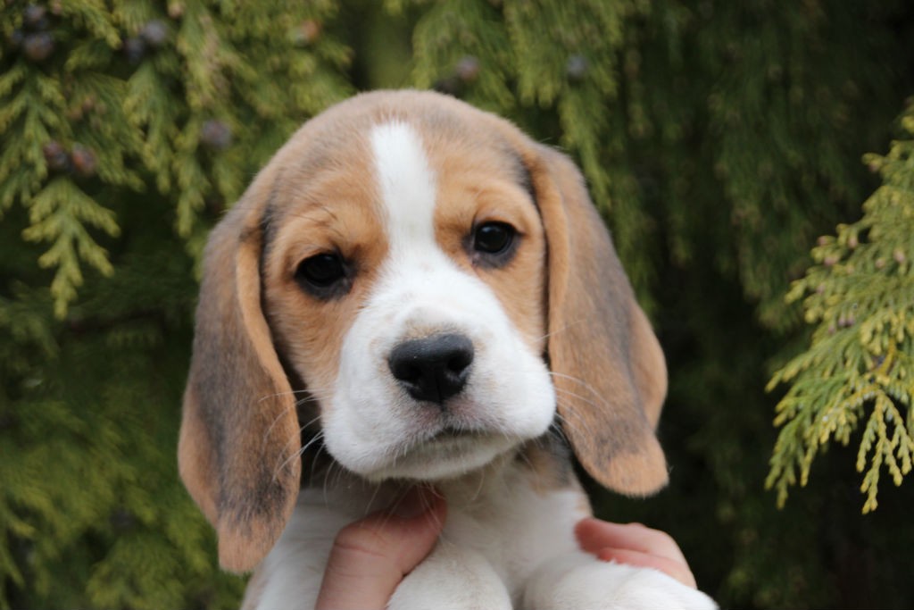 D2 Beagle Welpen 8 Wochen