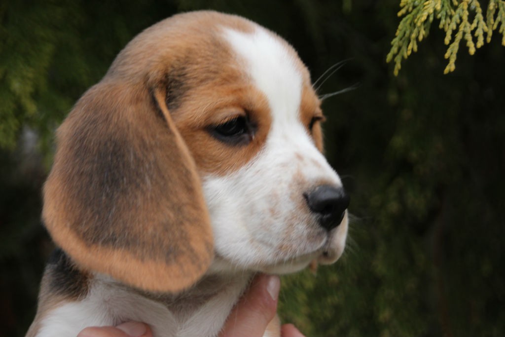 D2 Beagle Welpen 8 Wochen