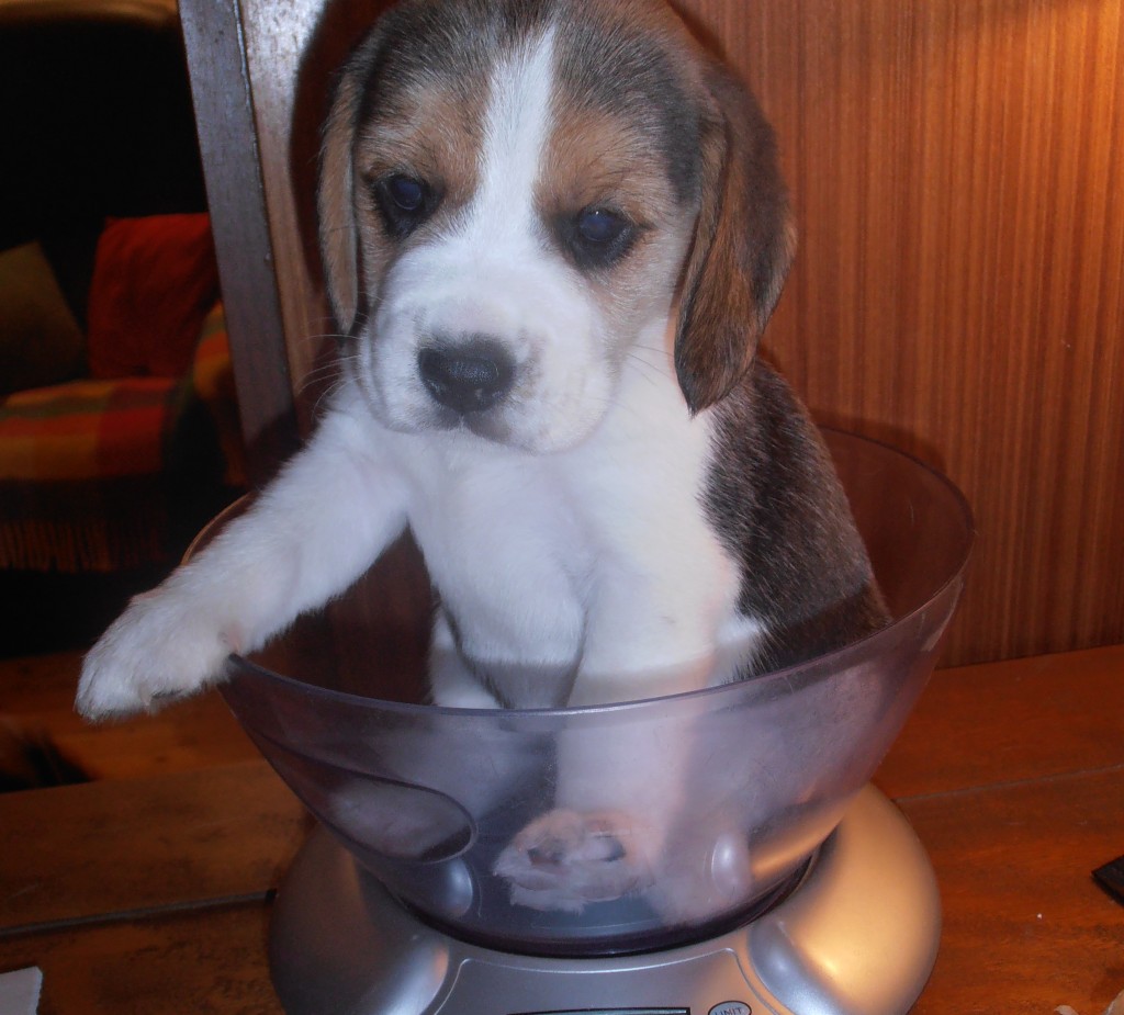 D2 Beagle Welpen Gewichtskontrolle 5 Woche und OHO