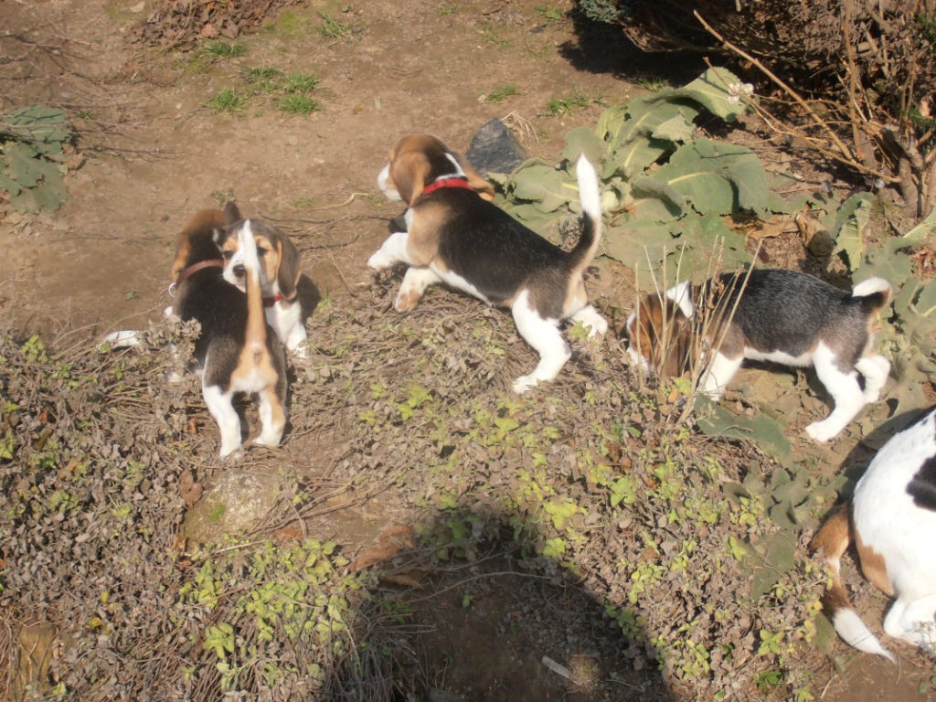 D2 Beagle Welpen im Garten