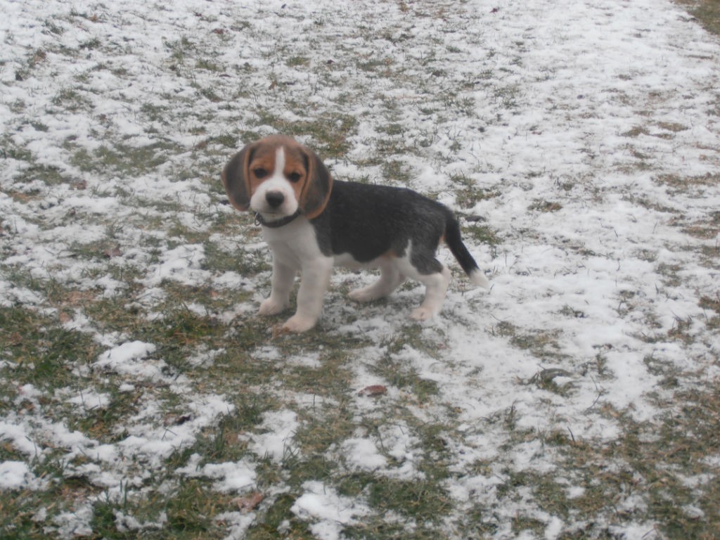 D2 Beagle Welpen Winter Garten