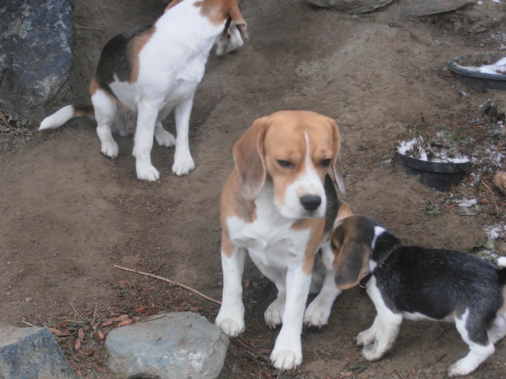 D2 Beagle Welpen mit Papa Xandro